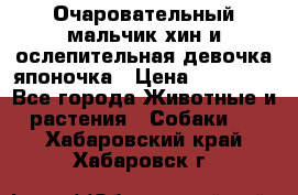 Очаровательный мальчик хин и ослепительная девочка японочка › Цена ­ 16 000 - Все города Животные и растения » Собаки   . Хабаровский край,Хабаровск г.